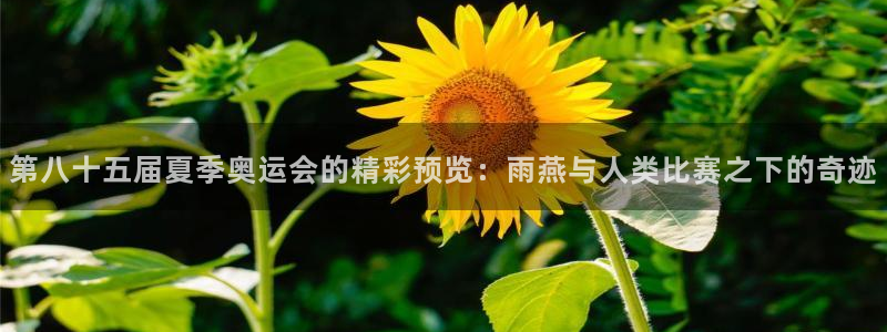 第八十五届夏季奥运会的精彩预览：雨燕与人类比赛之下的奇迹